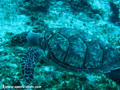 Image de tortues au Mexique