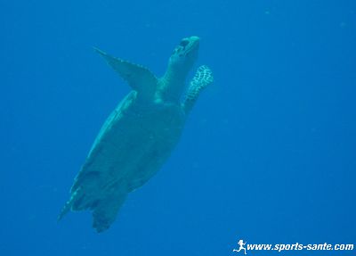 Photo des tortues de Tortugas à Playa del Carmen