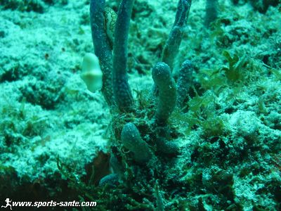 Photo de mollusque sur corail