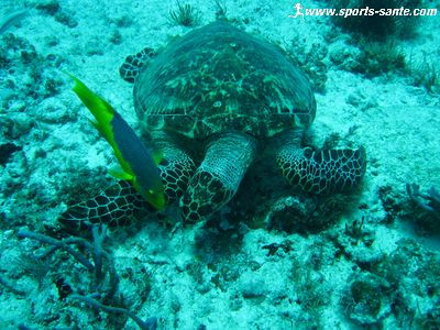 Photos de tortues en plongée sous-marine au Mexique