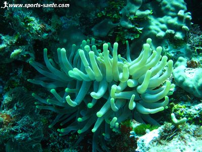 Images de la faune sous-marine à Playa del Carmen au Mexique