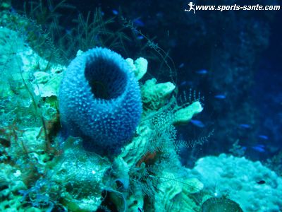 Photos d'éponges en plongée à Playa del Carmen au Mexique
