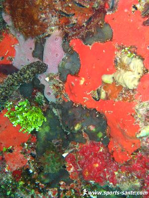photo d'éponge rouge