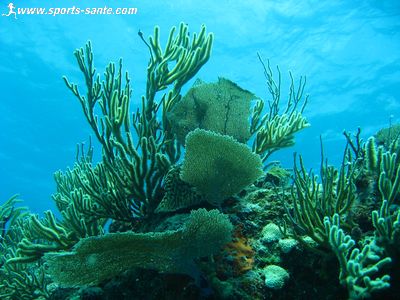 La barrière de corail au Mexique