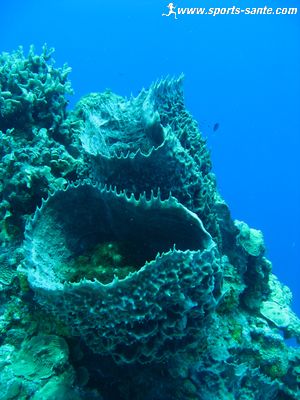 Photo d'éponge baril en plongée au Mexique