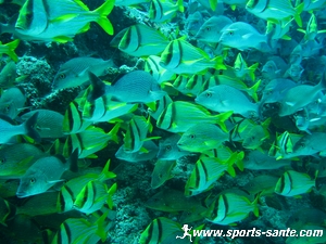image de poisson en plongée au Mexique
