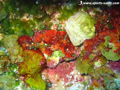 Image de corail à Palancar caves à Cozumel