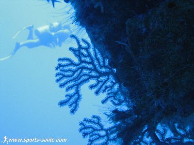 Belle photo de plongée sous marine