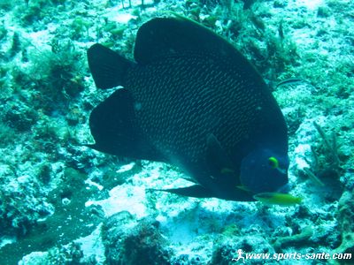 Image de poisson au Mexique