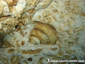 photo de fossile dans un cénote au Mexique