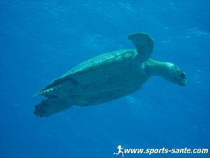 photo de tortue en plongée au Mexique
