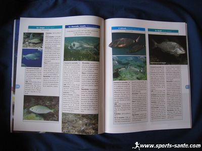 Photo de fiche descriptive de poisson