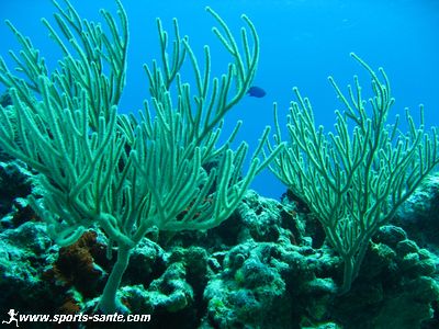 Image de corail à Cozumel