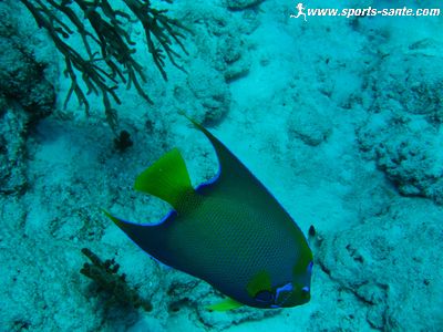 Image de poisson au Mexique en plongée