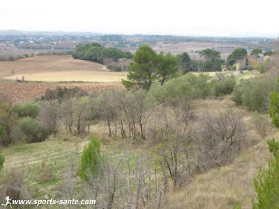 Coteau de Vigne Hérault