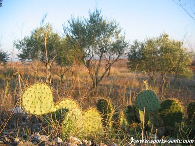 photo de cactus sur les pentes du Céressou