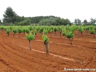 Image des ceps de vigne