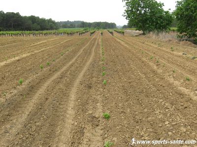 Photo de plantation de jeunes cep de Picpoul