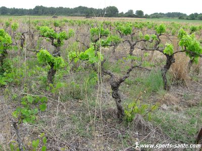 Image de vieilles vignes