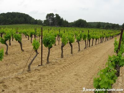 Image du vignoble A.O.C. Castelnau de Guers