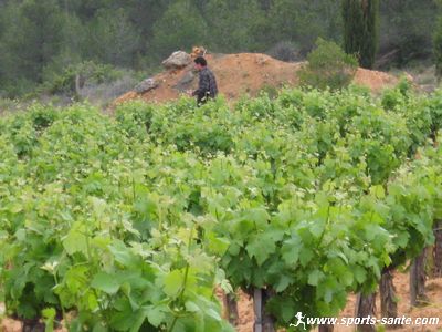 Photo d'un viticulteur écrêtant sa vigne