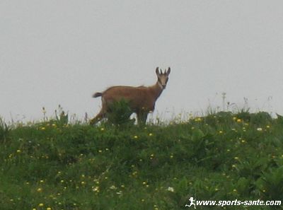 Photo de chamois