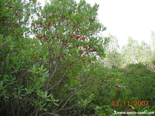 Forêt d'eucalyptus à Cessenon dans l'Hérault