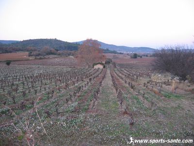 photo des vignes des coteaux du Languedoc