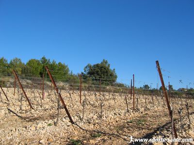 photo de vignes
