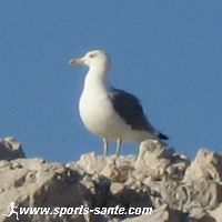 Photo du Goéland leucophée