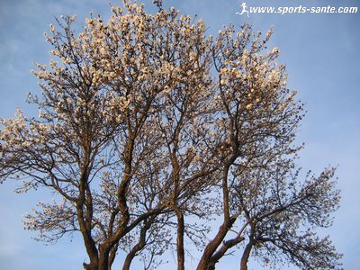 Photo des premières fleurs d’amandiers qui éclosent