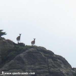 Photo de jeunes mouflons du Caroux