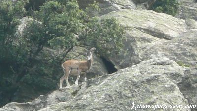 Photo d'un mouflon femelle dans le parc Régional du Caroux 