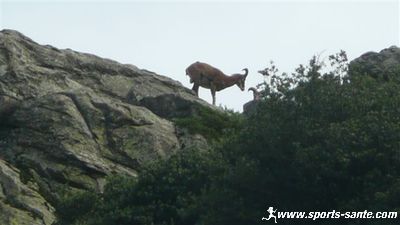 Photo de mouflon mâle dans la Colombière