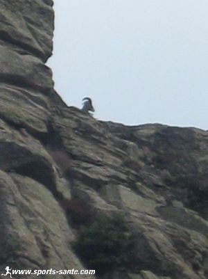 photo d'un mouflon du Haut Languedoc