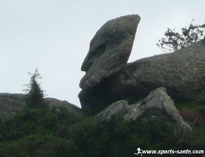 Les mouflons dans les gorges de Colombières dans l'Hérault Région Languedoc-Roussillon