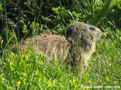 Image de grosse marmotte