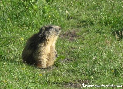 Photos de marmottes en allant vers le refuge de Sales