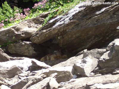 Image de marmotte