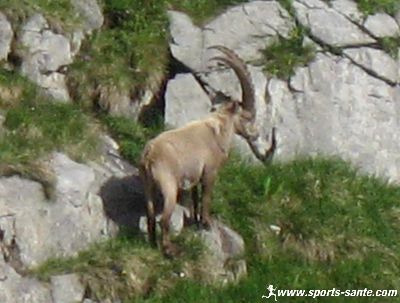 Photo de bouquetin à grandes cornes
