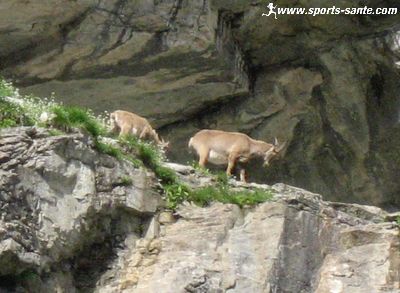 Photo de grotte avec bouquetins