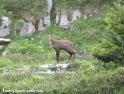 Chamois et bouquetins de la rando du refuge de Sales