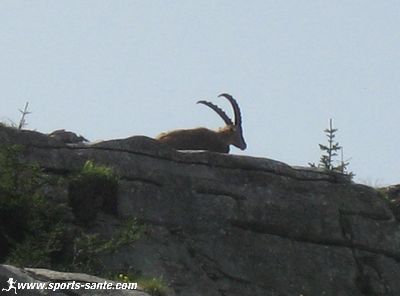 Photo de bouquetin