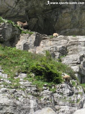 Photo des bouquetins de sales