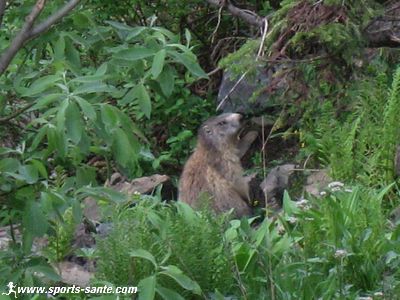 Photo de marmotte