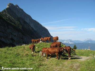 Photo de troupeau d'alpage