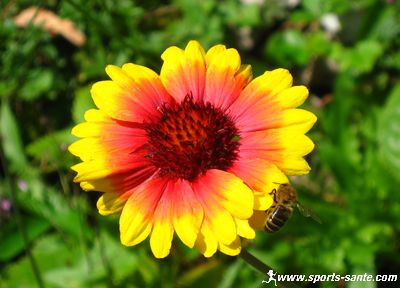 Photo de fleur et abeille