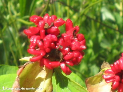Photo de fleur exotique