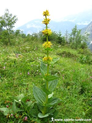Photo de la Gentiane jaune