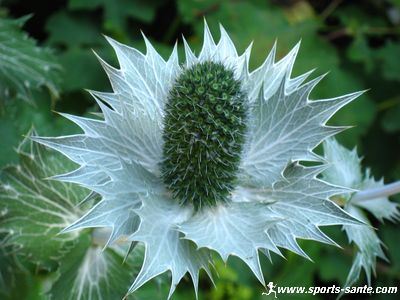 Fleurs vivaces : le Panicaut